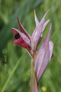 Serapias cordigera L.