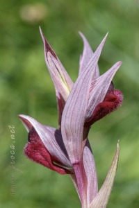 Serapias cordigera L.