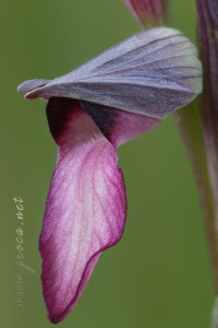 Serapias lingua L.