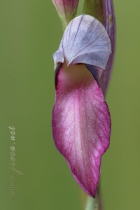 Serapias lingua L.