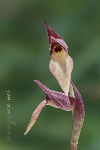 Serapias lingua L.