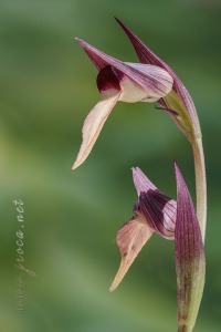 Serapias lingua L.