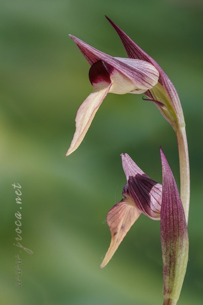Serapias lingua L.