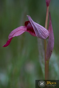 Serapias lingua L.