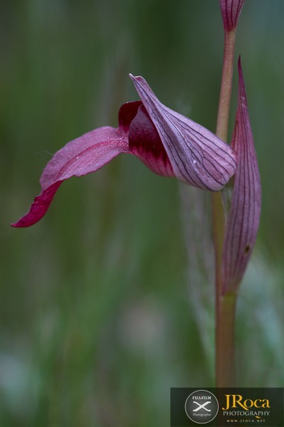 Serapias lingua L.