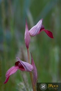Serapias lingua L.