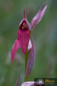 Serapias lingua L.