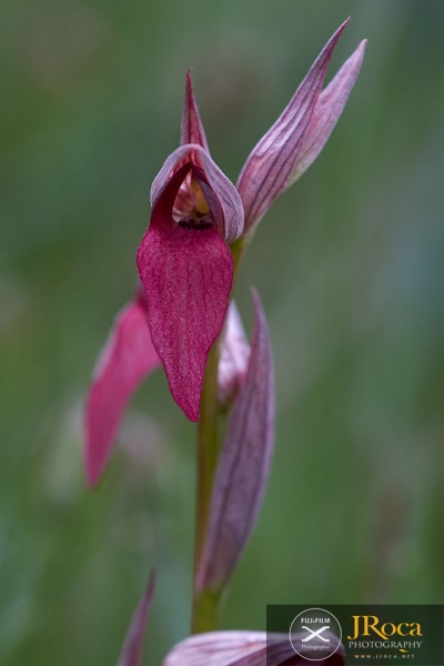 Serapias lingua L.
