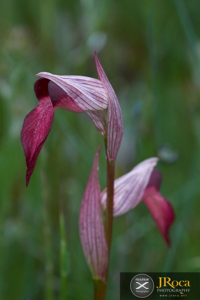 Serapias lingua L.