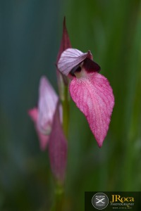Serapias lingua L.