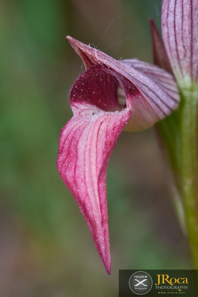 Serapias lingua L.