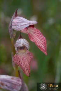 Serapias lingua L.