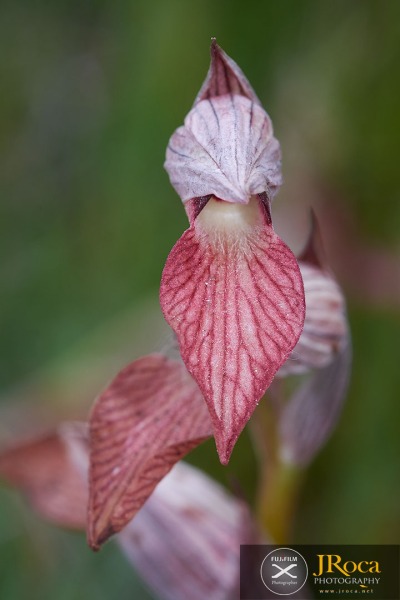 Serapias lingua L.