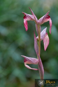 Serapias lingua L.