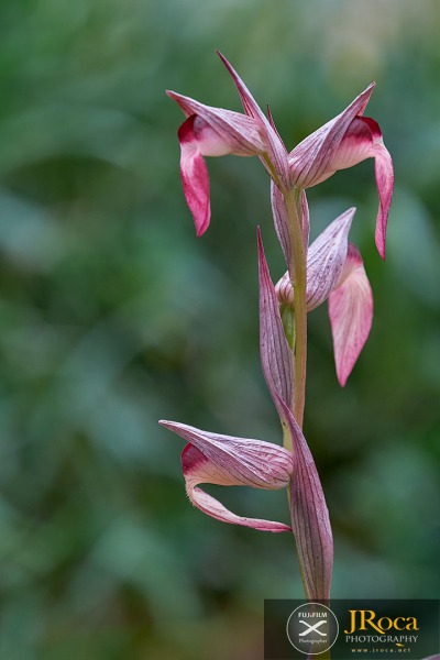 Serapias lingua L.
