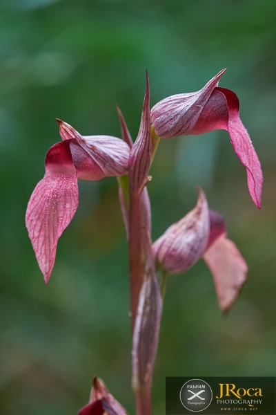 Serapias lingua L.