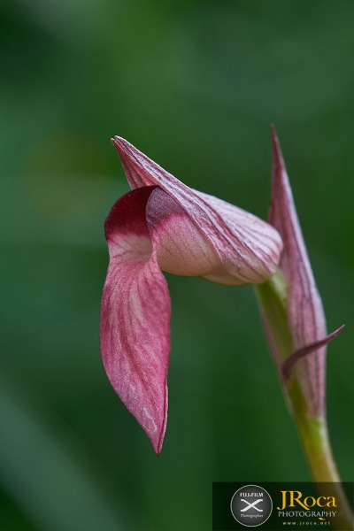 Serapias lingua L.