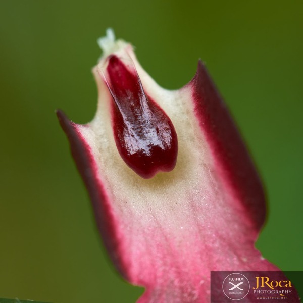Serapias lingua L.