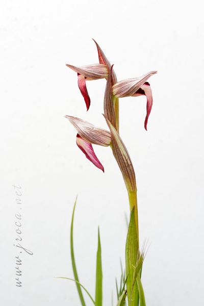 Serapias lingua L.