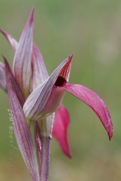Serapias lingua L.