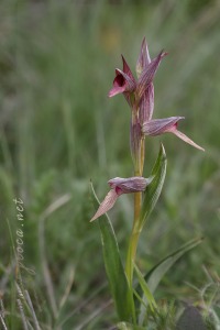 Serapias lingua L.