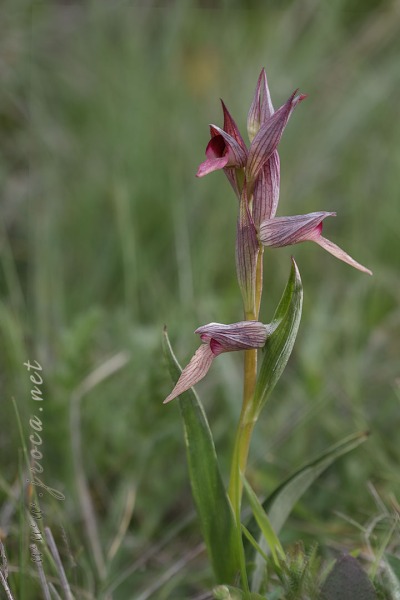 Serapias lingua L.