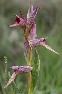 Serapias lingua L.