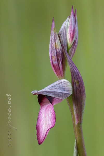 Serapias lingua L.