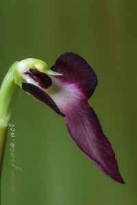 Serapias lingua L.