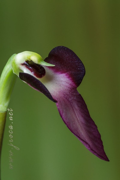 Serapias lingua L.