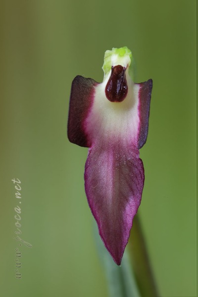 Serapias lingua L.