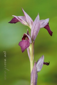 Serapias lingua L.
