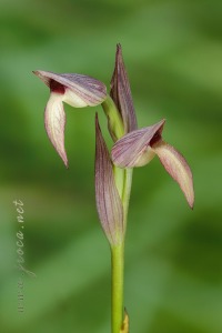 Serapias lingua L.
