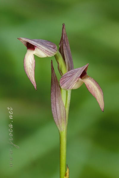 Serapias lingua L.