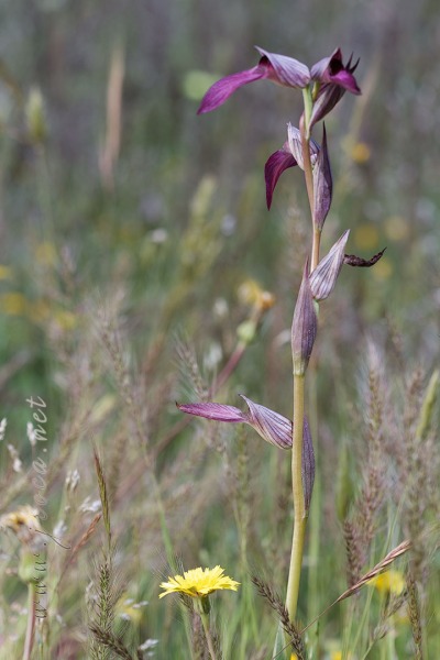 Serapias lingua L.