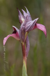 Serapias lingua L.