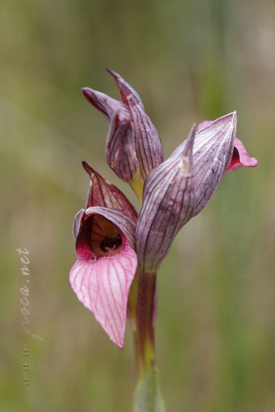 Serapias lingua L.