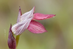 Serapias lingua