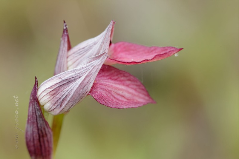 Serapias lingua L.