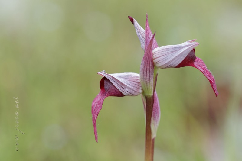 Serapias lingua L.