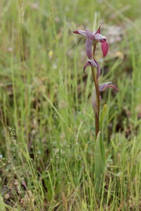 Serapias lingua L.
