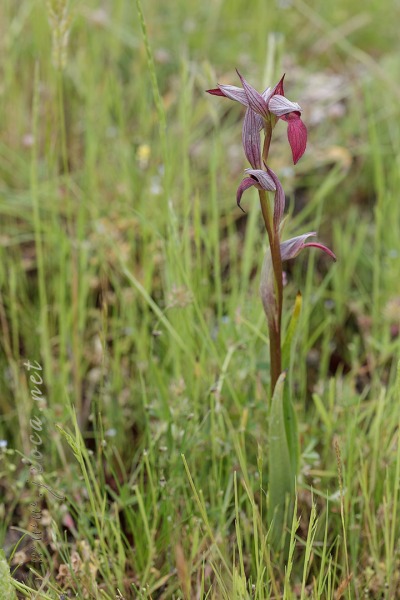 Serapias lingua L.