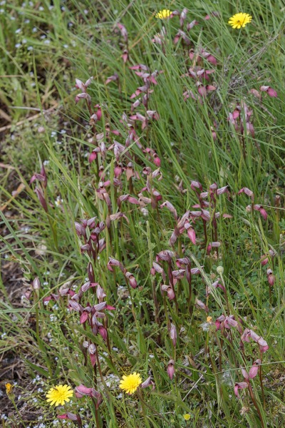 Serapias lingua L.