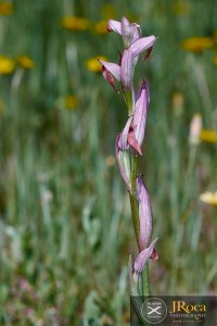 Serapias parviflora Parl.
