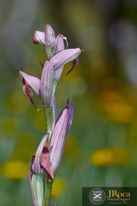 Serapias parviflora Parl.