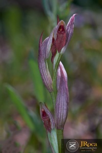 Serapias parviflora Parl.