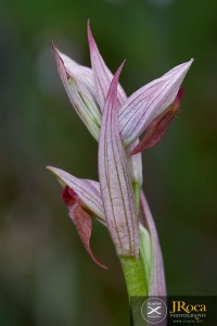 Serapias parviflora Parl.