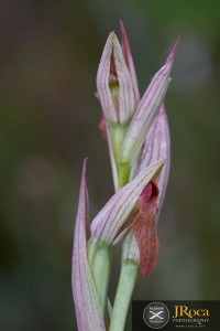 Serapias parviflora Parl.