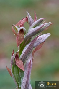 Serapias parviflora Parl.