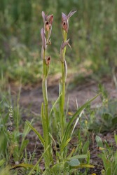 Serapias parviflora